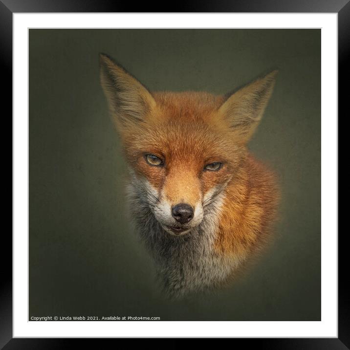 Red Fox Framed Mounted Print by Linda Webb