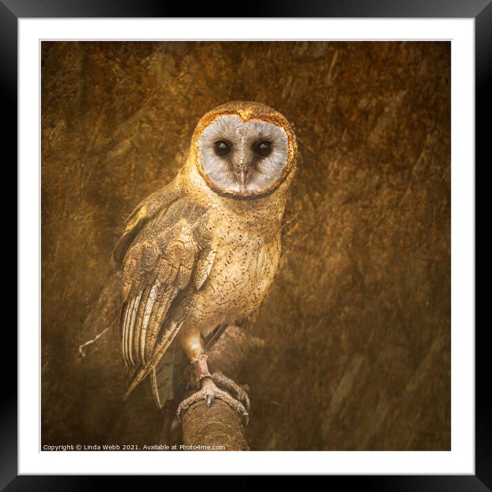 Barn owl in a fine art style Framed Mounted Print by Linda Webb
