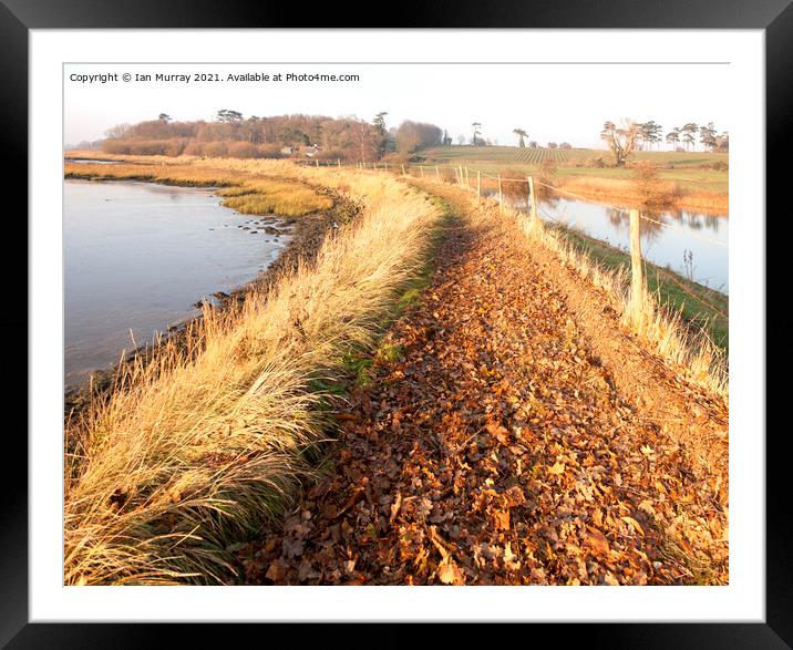 Autumn leaves on River Deben footpath, Ramsholt, Suffolk Framed Mounted Print by Ian Murray
