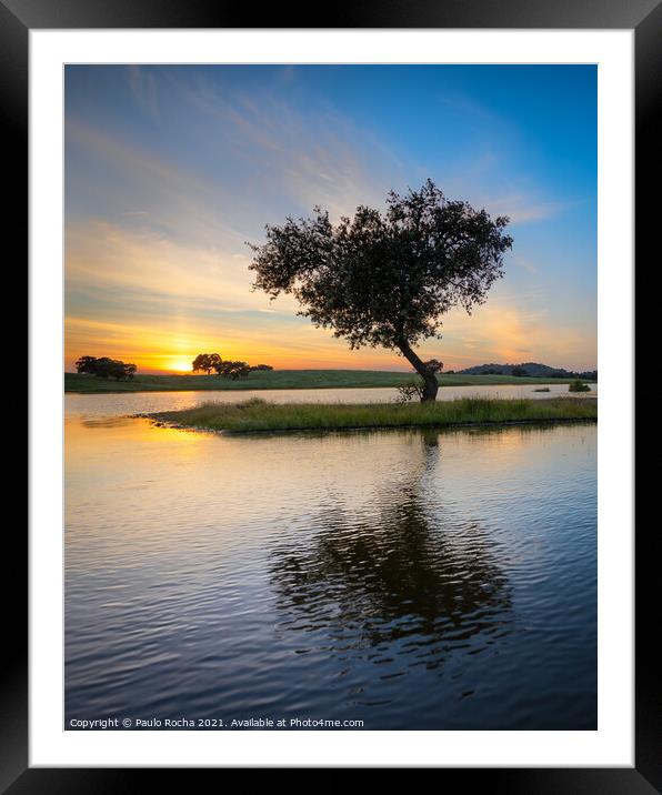 Tree surrounded by water in a lake at sunset Framed Mounted Print by Paulo Rocha