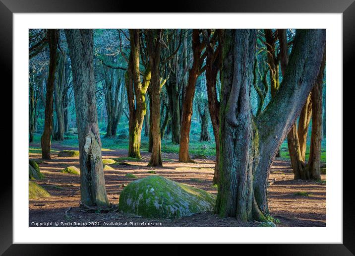 Woodland scenery in Sintra mountain forest, Portugal Framed Mounted Print by Paulo Rocha