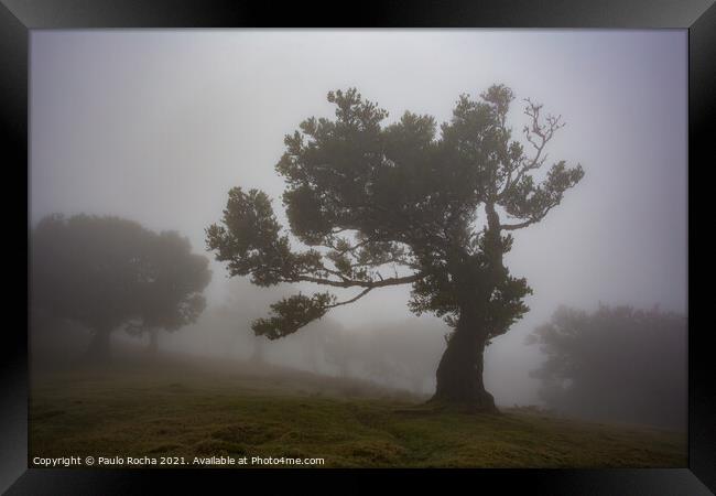 Misty landscape with Til trees in Fanal, Madeira island, Portugal. Framed Print by Paulo Rocha