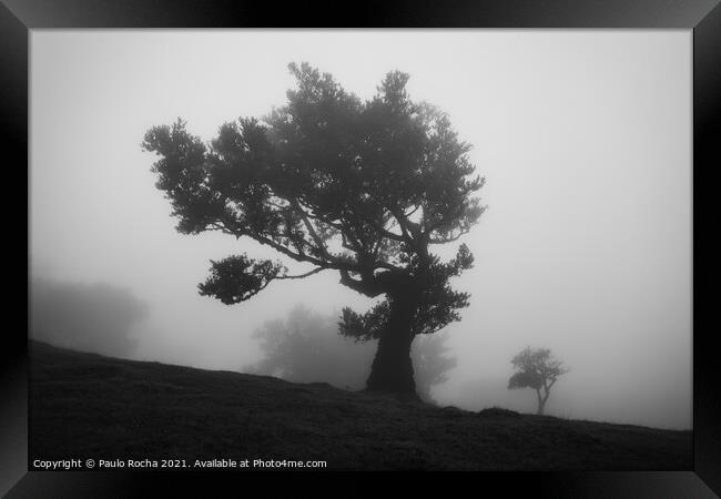 Misty landscape with Til trees in Fanal, Madeira i Framed Print by Paulo Rocha