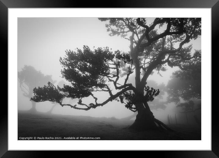 Misty landscape with Til trees in Fanal, Madeira i Framed Mounted Print by Paulo Rocha