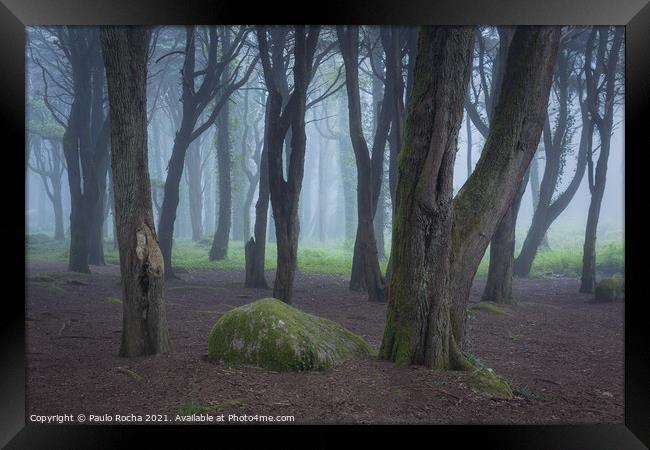 Woodland scenery with fog Framed Print by Paulo Rocha