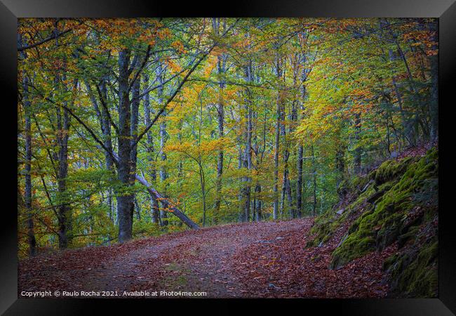 Beautiful autumn forest landscape in Manteigas, Portugal Framed Print by Paulo Rocha