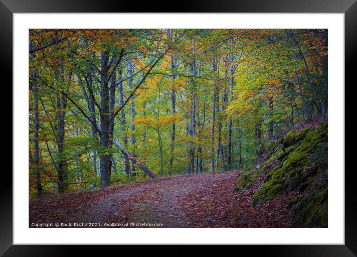 Beautiful autumn forest landscape in Manteigas, Portugal Framed Mounted Print by Paulo Rocha