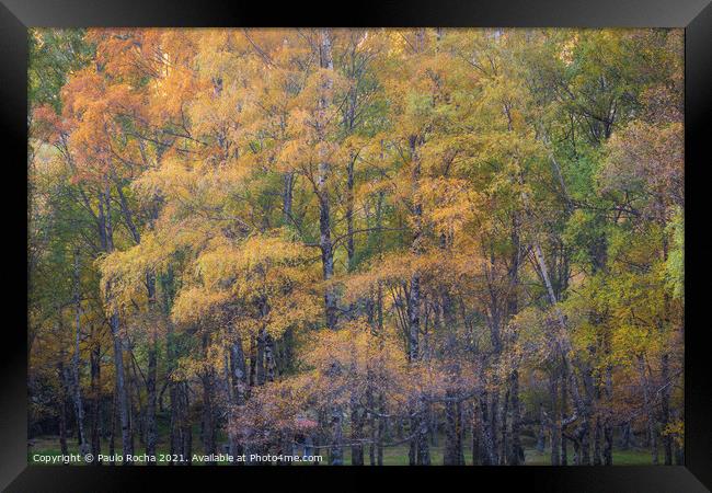 Hillside colorful autumn landscape at Manteigas - Serra da Estrela - Portugal Framed Print by Paulo Rocha