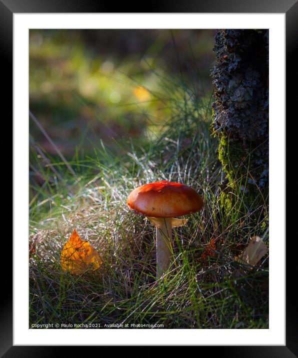 Red mushroom in green forest Framed Mounted Print by Paulo Rocha