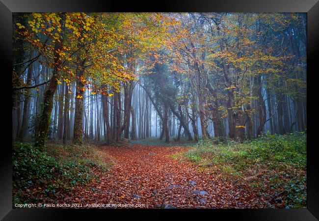 Foggy forest path in Sintra mountain, Portugal Framed Print by Paulo Rocha
