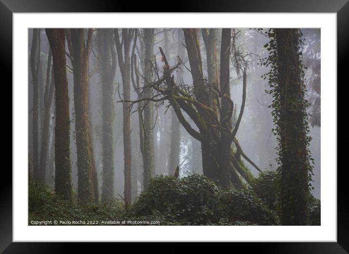 Foggy forest with fallen tree Framed Mounted Print by Paulo Rocha