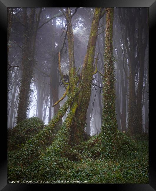 Foggy forest with fallen tree Framed Print by Paulo Rocha