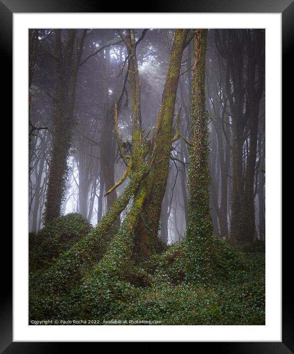 Foggy forest with fallen tree Framed Mounted Print by Paulo Rocha