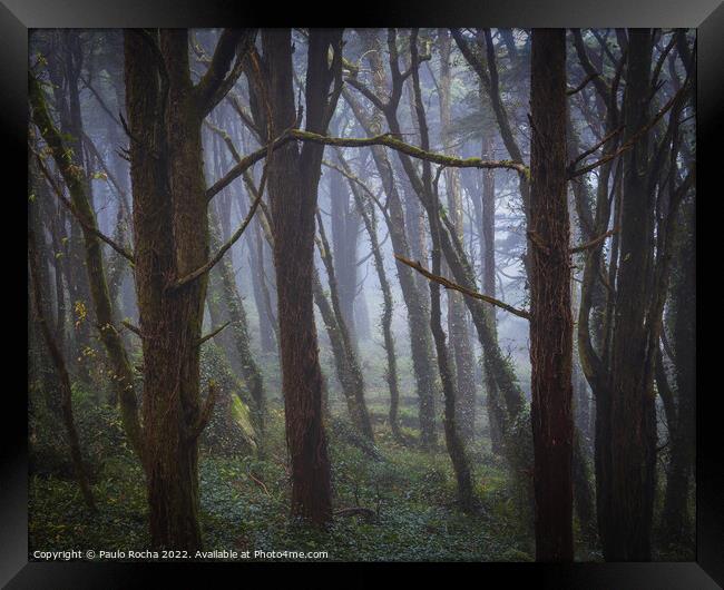 Fog in the forest Framed Print by Paulo Rocha