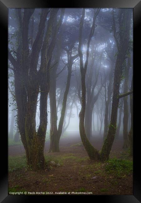 Fog in the forest Framed Print by Paulo Rocha