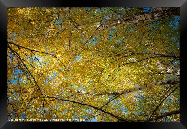 Abstract tree top branches and leaves in the fores Framed Print by Paulo Rocha