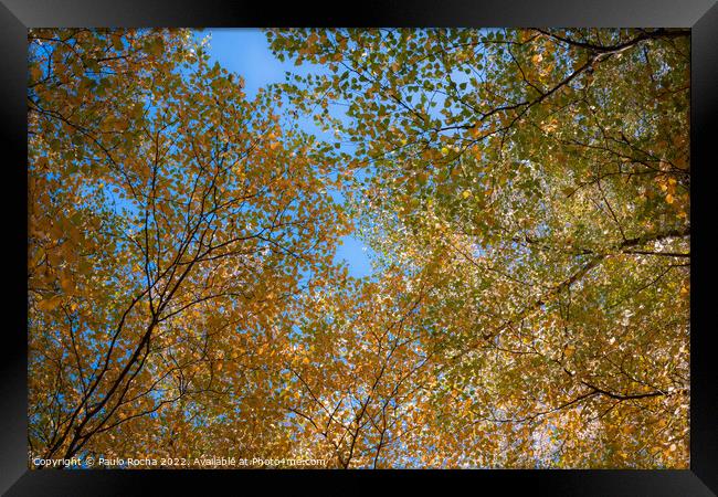 Abstract tree top branches and leaves in the fores Framed Print by Paulo Rocha