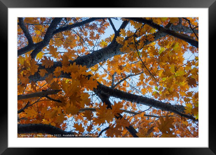 Abstract tree top branches and leaves in the fores Framed Mounted Print by Paulo Rocha