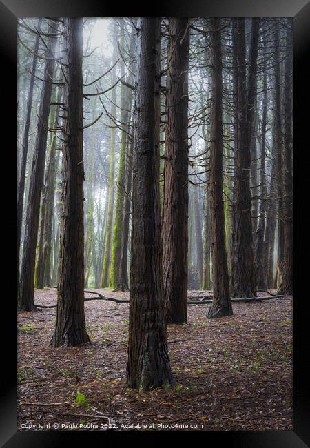 A woodland scene with fog Framed Print by Paulo Rocha
