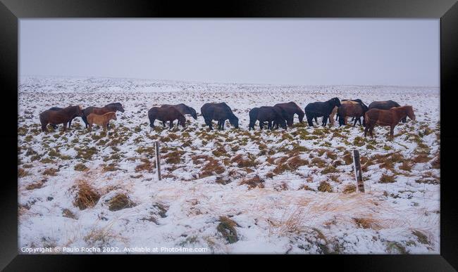 Horses in Iceland, cold snow and wind Framed Print by Paulo Rocha