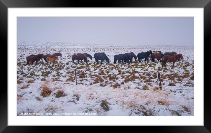 Horses in Iceland, cold snow and wind Framed Mounted Print by Paulo Rocha