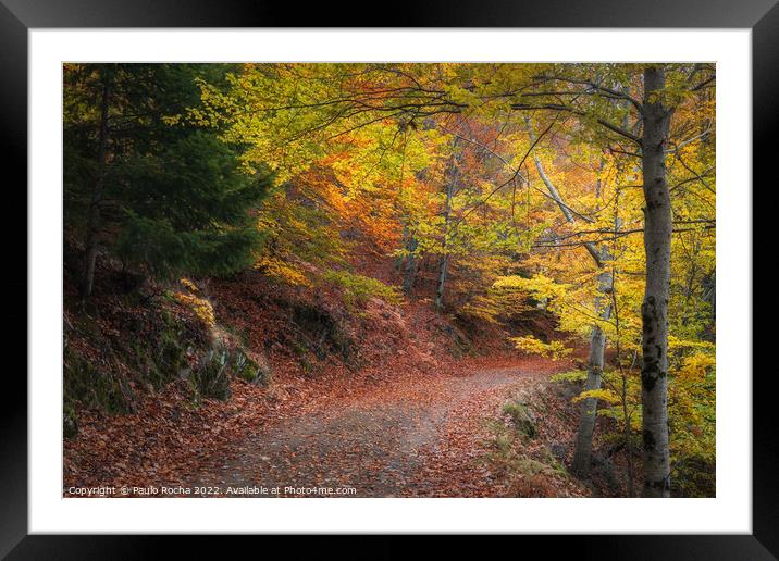 Beautiful autumn forest landscape in Manteigas, Portugal Framed Mounted Print by Paulo Rocha