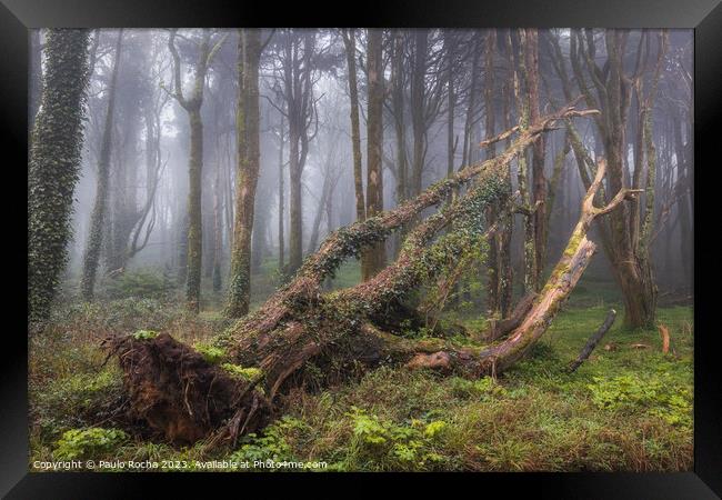 Fallen tree in a foggy forest Framed Print by Paulo Rocha