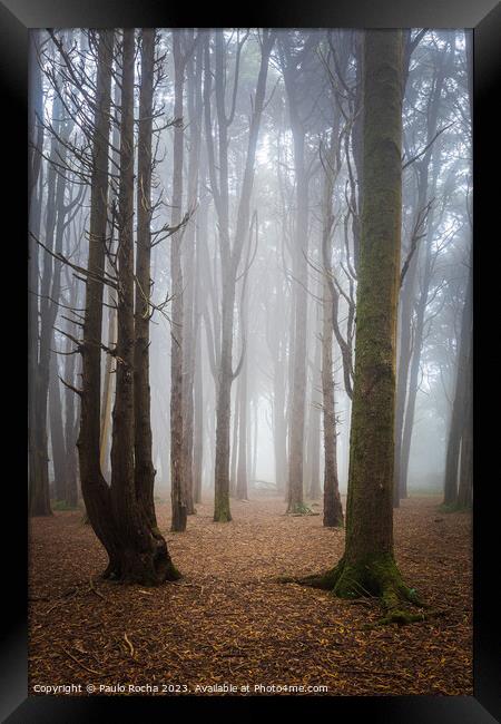 Forest with fog in Sintra Framed Print by Paulo Rocha