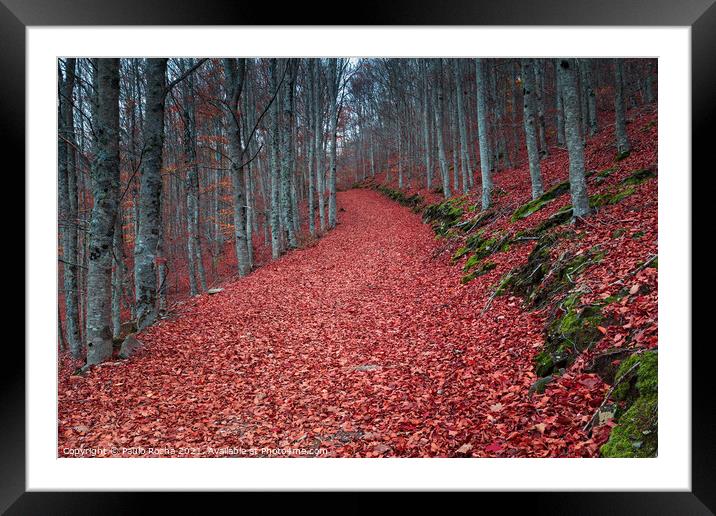 Autumn forest path with beech trees Framed Mounted Print by Paulo Rocha