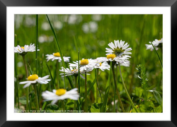 Small white daisies in grass Framed Mounted Print by Maria Vonotna