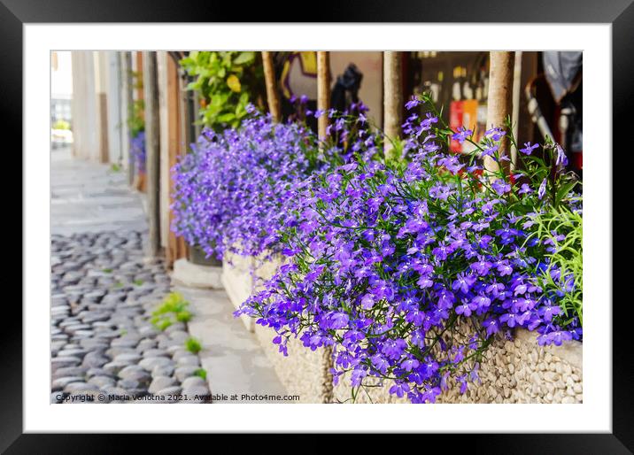 Little violet flowers  Framed Mounted Print by Maria Vonotna