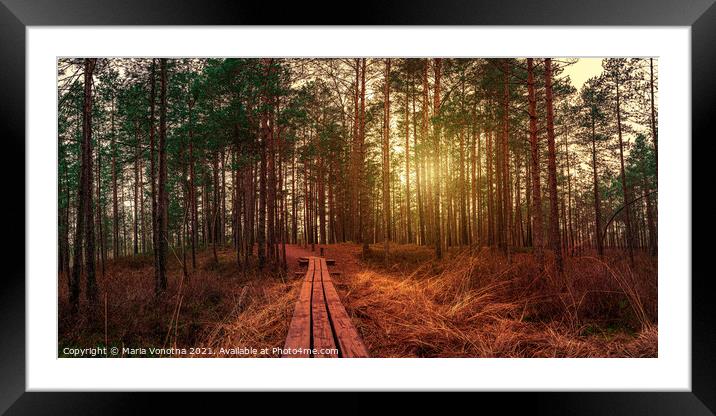 Sunset in coniferous forest with pine trees and wooden path in a Framed Mounted Print by Maria Vonotna