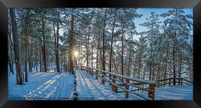 View of snowy pine forest with sun rays coming through and woode Framed Print by Maria Vonotna