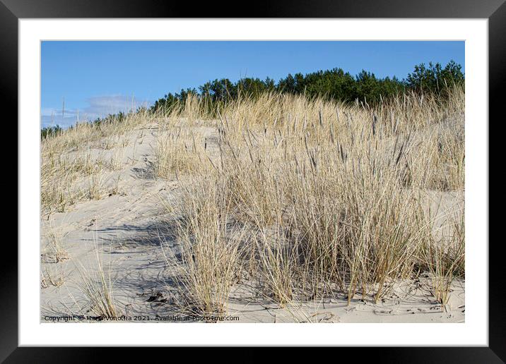 Yellow grass growing on the beach. Sand dunes Framed Mounted Print by Maria Vonotna