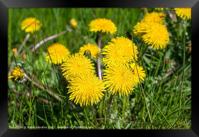Yellow dandelions Framed Print by Maria Vonotna