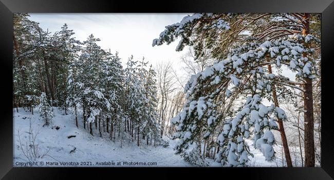 Covered in snow fir trees Framed Print by Maria Vonotna