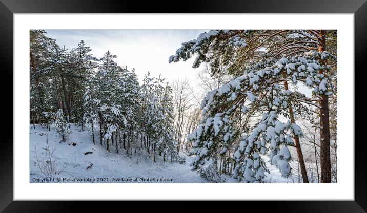 Covered in snow fir trees Framed Mounted Print by Maria Vonotna