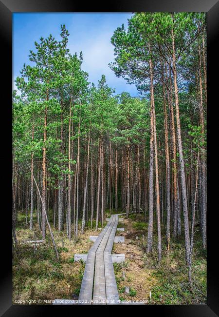 Wooden trail in pine forest Framed Print by Maria Vonotna