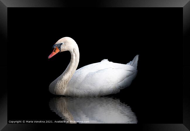 White swan with reflection in the water on black Framed Print by Maria Vonotna