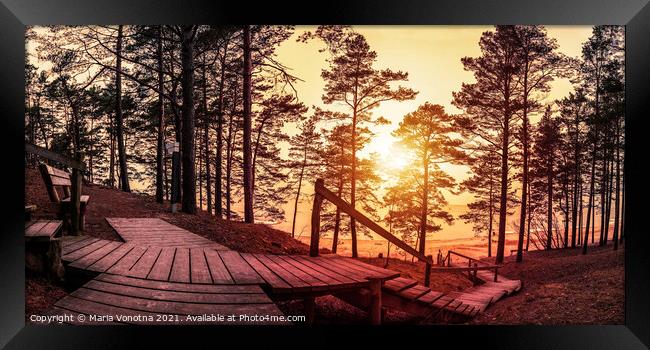 Sunset in the coniferous forest with wooden pathwa Framed Print by Maria Vonotna