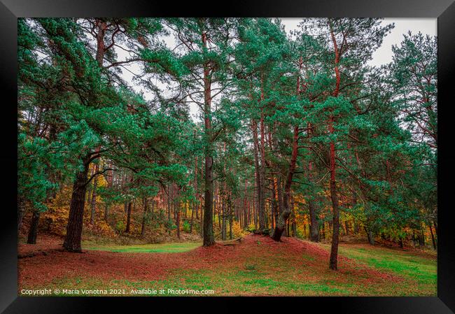 Mixed forest with coniferous and deciduous trees i Framed Print by Maria Vonotna
