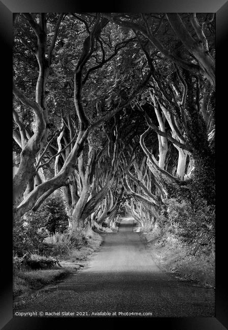 Tree lined avenue  Framed Print by Rachel Harris