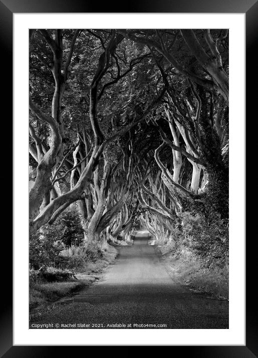 Tree lined avenue  Framed Mounted Print by Rachel Harris