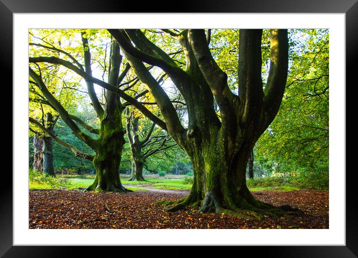 Old Giants still standing strong Framed Mounted Print by Juergen Hess