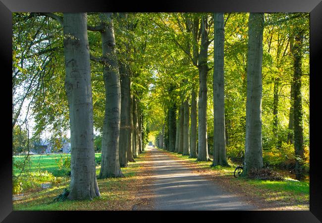 Walking on  the sunshine lane in October  Framed Print by Juergen Hess