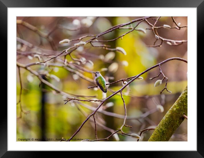 Beautiful Anna's hummingbird (Calypte anna) perching on branch sunny late winter day Framed Mounted Print by eacmich 
