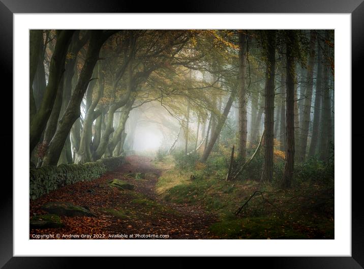 Autumn Woodland Framed Mounted Print by Andy Gray