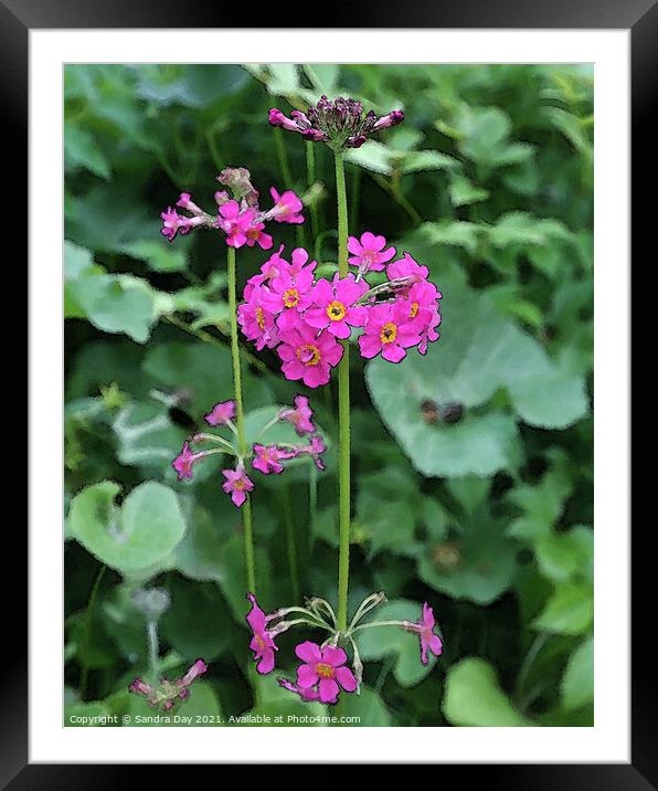 Pink Flower at Water Garden Framed Mounted Print by Sandra Day