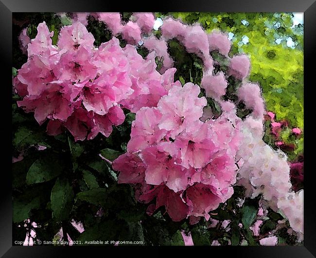 Pink Rhododendron Framed Print by Sandra Day