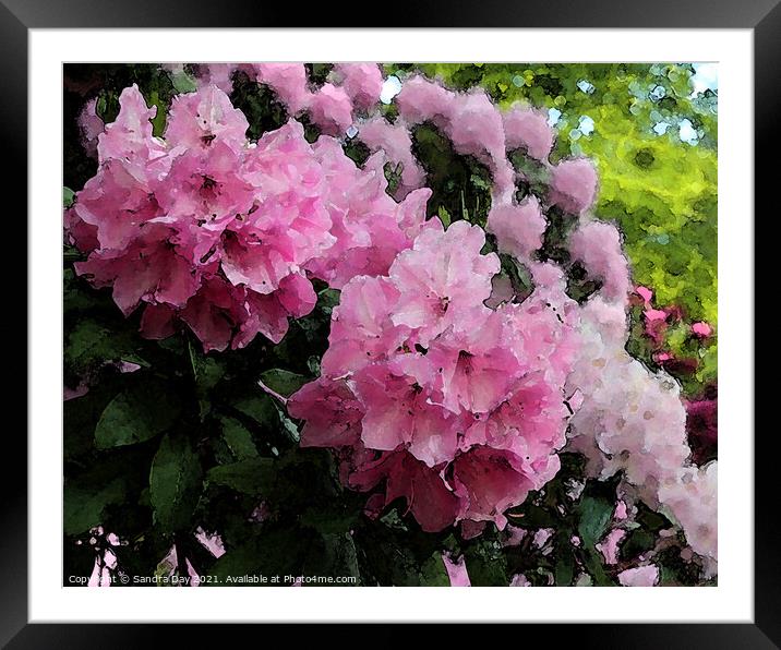 Pink Rhododendron Framed Mounted Print by Sandra Day